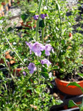 Prostanthera incisa (Tucker Bush Native Thyme)