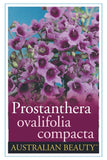 Prostanthera ovalifolia Compacta