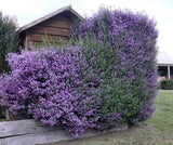 Prostanthera sieberi Minty