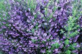 Prostanthera sieberi Minty