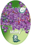 Prostanthera sieberi Minty