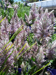 Ptilotus exaltatus Phoenix