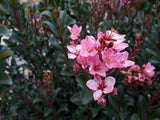 Rhaphiolepis Apple Blossom