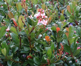 Rhaphiolepis Apple Blossom