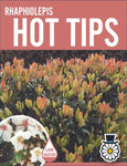 Rhaphiolepis indica Hot Tips