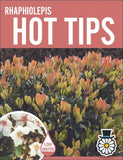 Rhaphiolepis indica Hot Tips