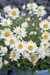 Rhodanthe anthemoides Paper Star