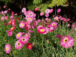 Rhodanthe chlo. Roseum (Dark Centre)