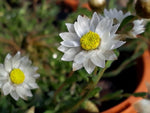 Rhodanthe chlorocephala Mini White