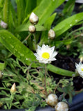 Rhodanthe chlorocephala Mini White