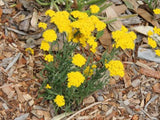 Rhodanthe humboldtiana