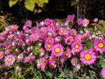 Rhodanthe manglesii (Pink)