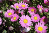 Rhodanthe manglesii (Pink)