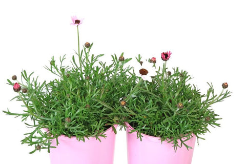 Rhodanthemum African Eyes Pink and White IB009-04