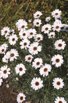 Rhodanthemum African Eyes