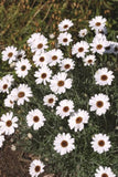 Rhodanthemum African Eyes