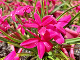 Rhodohypoxis Beverly