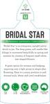 Ricinocarpos Bridal Star