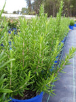 Rosmarinus officinalis Tuscan Blue