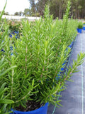 Rosmarinus officinalis Tuscan Blue