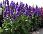 Salvia Blue Marvel