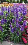 Salvia Blue Marvel