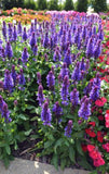 Salvia Blue Marvel