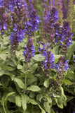 Salvia Blue Marvel