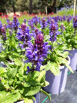 Salvia Blue Marvel