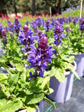 Salvia Blue Marvel