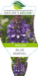 Salvia Blue Marvel