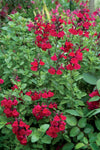 Salvia Heatwave Blaze