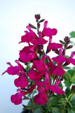 Salvia Heatwave Brilliance