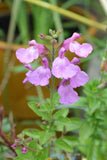 Salvia Heatwave Glitter