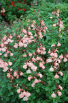 Salvia Heatwave Glow