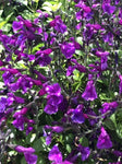 Salvia Ignition Purple