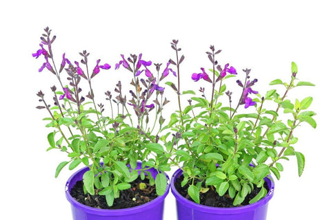 Salvia Ignition Purple