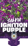 Salvia Ignition Purple