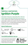 Salvia Ignition Purple