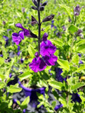 Salvia Mesa Purple