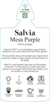 Salvia Mesa Purple