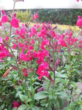 Salvia Mesa Rose