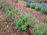 Salvia Mesa Rose