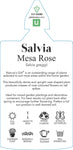 Salvia Mesa Rose