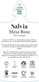 Salvia Mesa Rose