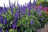 Salvia Mystic Spires