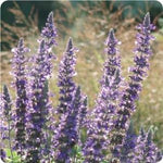 Salvia Mystic Spires