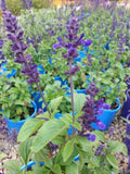 Salvia Mystic Spires