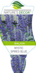 Salvia Mystic Spires