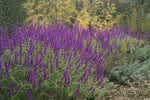 Salvia Santa Barbara